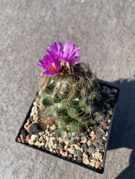 Coryphantha macromeris